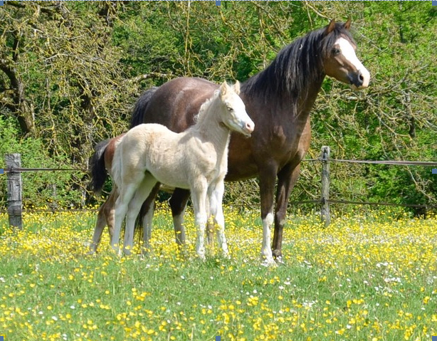 Goldfohlen